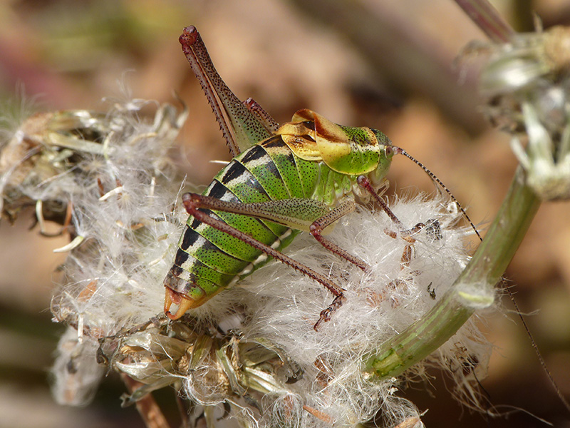 Phaneropteridae: Poecilimon cfr. superbus,  dalla Grecia